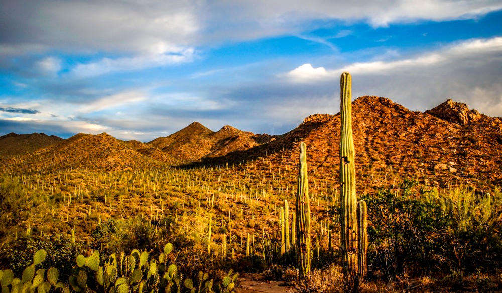 Saguaro National Park