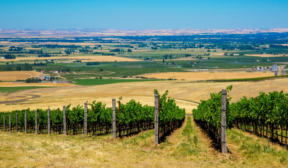 Vineyard on hillside overlooking rural landscape, Walla Walla, Washington, United States, wine tasting in the United States