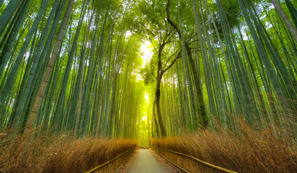 Arashiyama Bamboo Forest