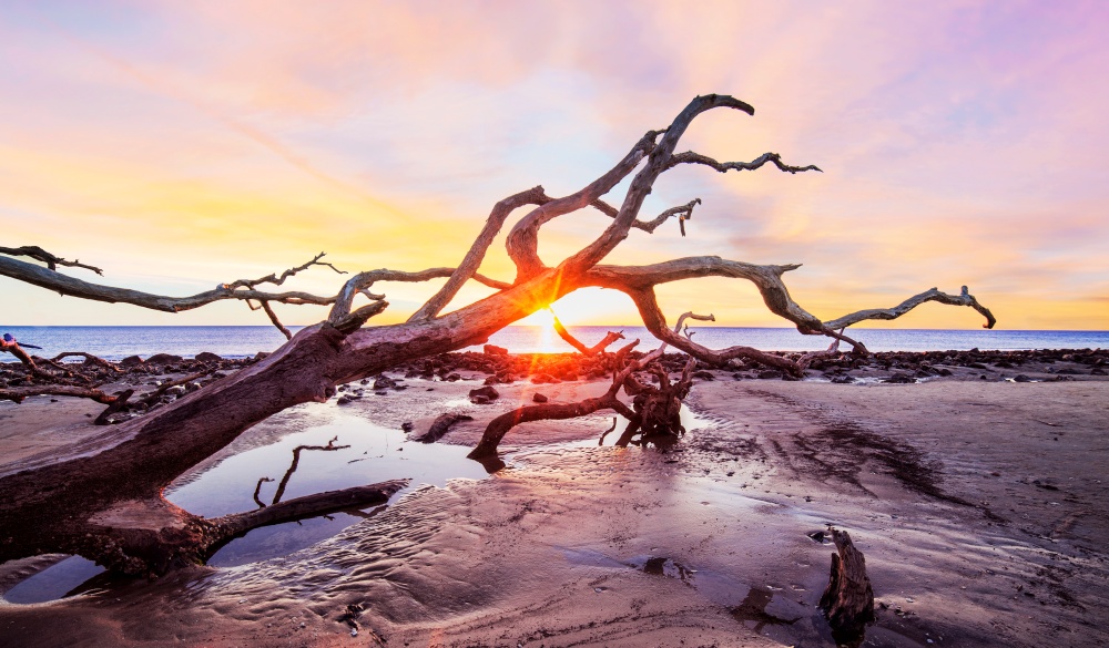 Georgia's Driftwood Beach