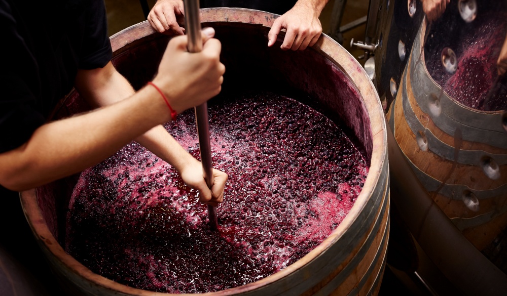 Plunging the grapes cap to extract color, wine tasting in Australia