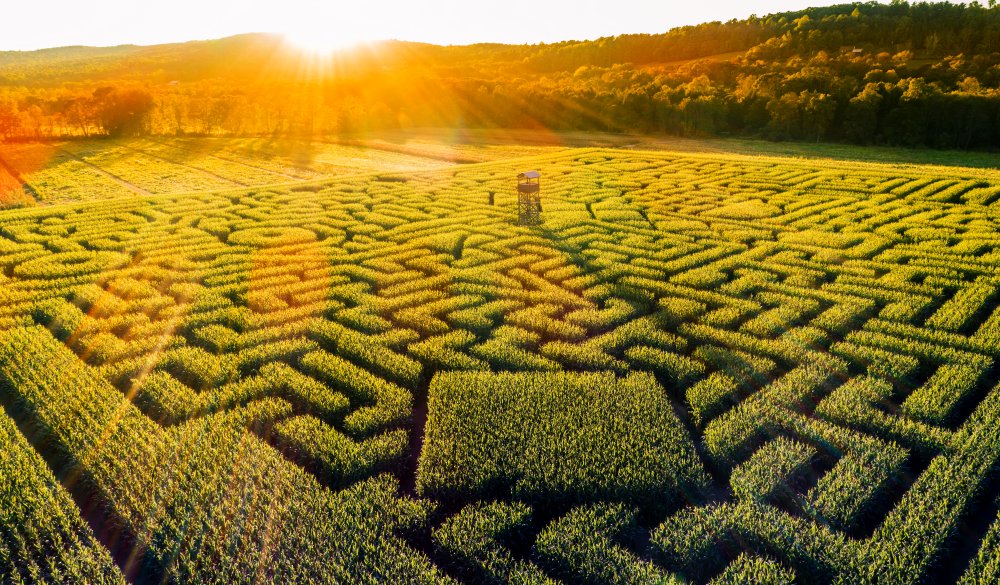 view to the huge Halloween's Corn Maze in Pennsylvania,