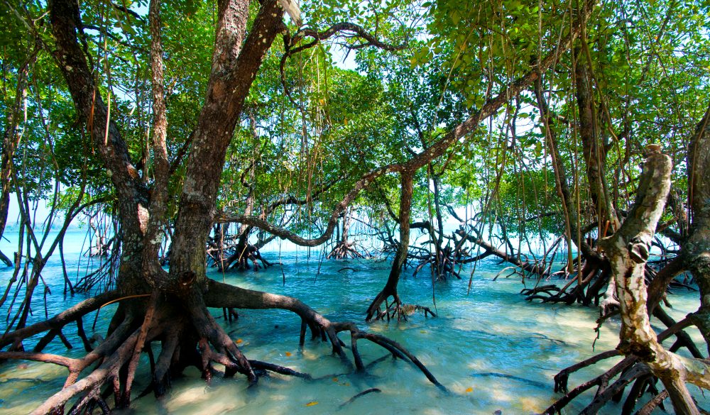 Havelock island, Andaman and Nicobar, India