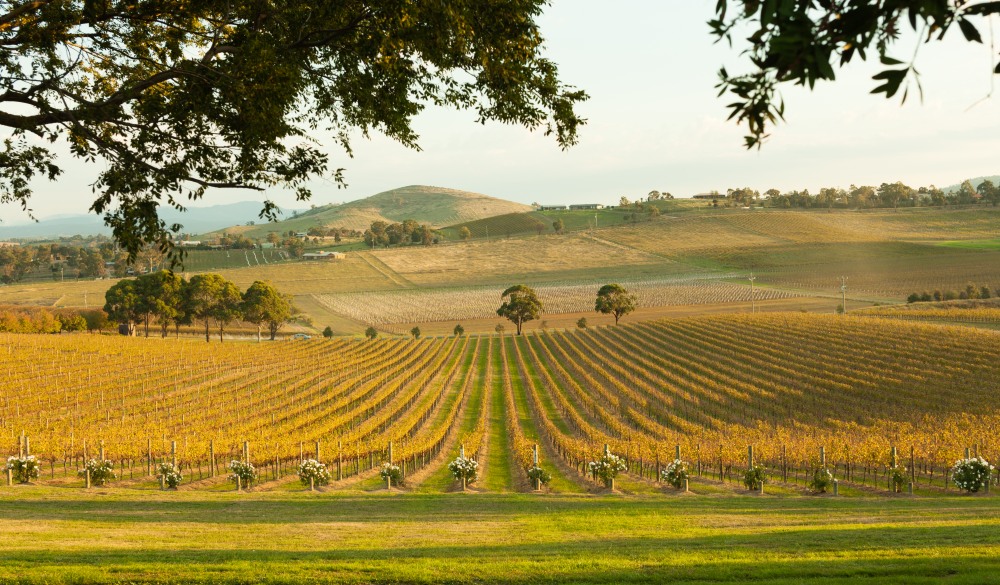 vineyards at dusk, Yarra Valley,