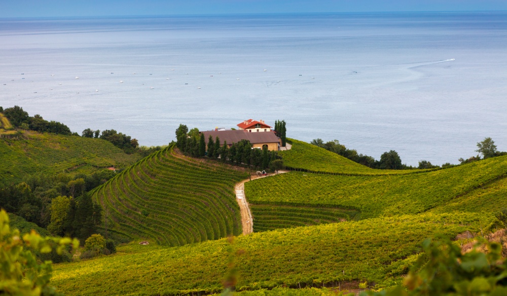 The vineyards of Getaria, travel gems in europe