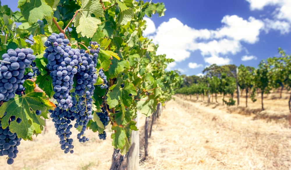 Grapes on a vine