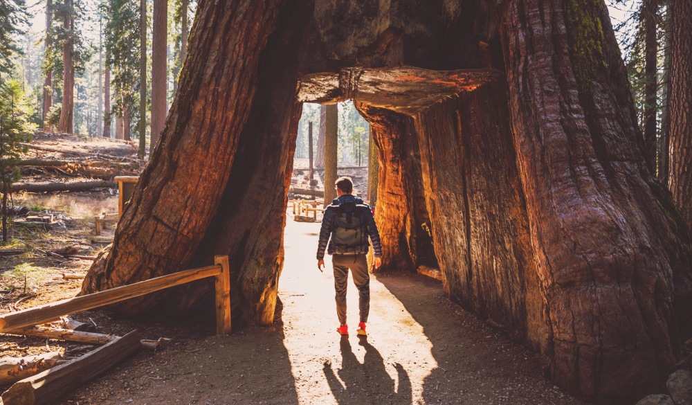 Guy crossing Tunnel Tree Sequoia from Mariposa Grove in Yosemite National Park., UNESCO site in the US