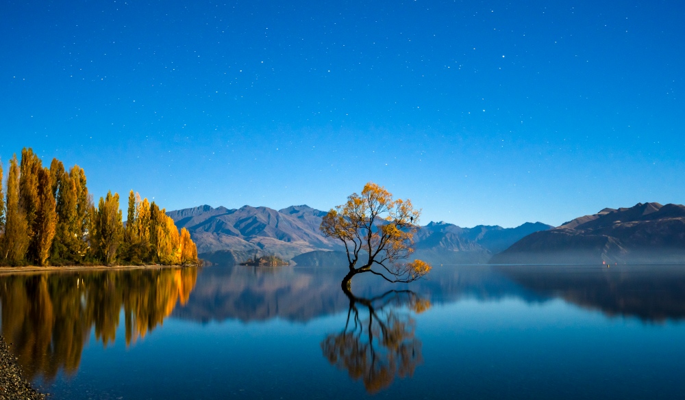 Wanaka Tree