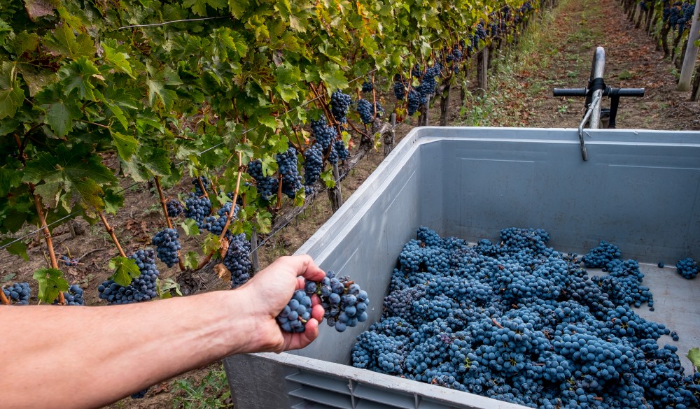 Grapes growing in vineyard, travel gems in europe