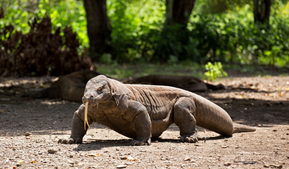 Komodo