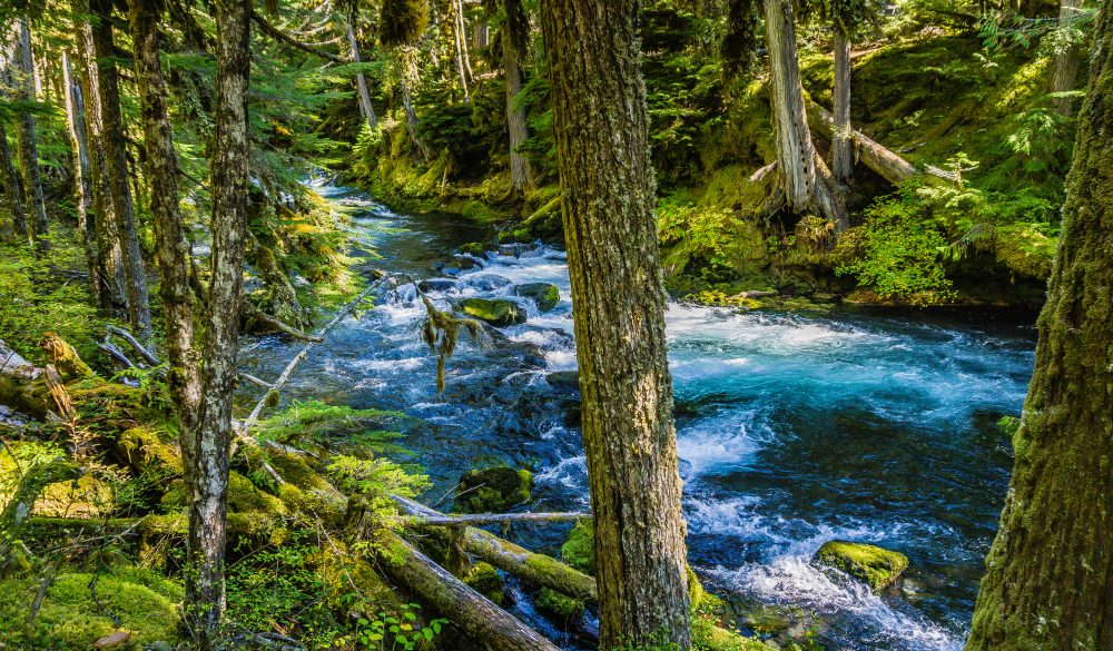 McKenzie River Trail