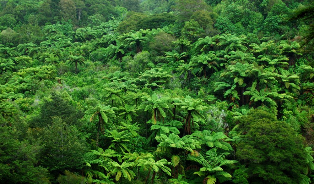 Backdrop of native foliage; Nikau Palms,