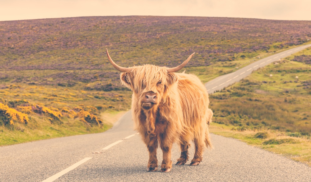 Lonely highland cattle on a country road