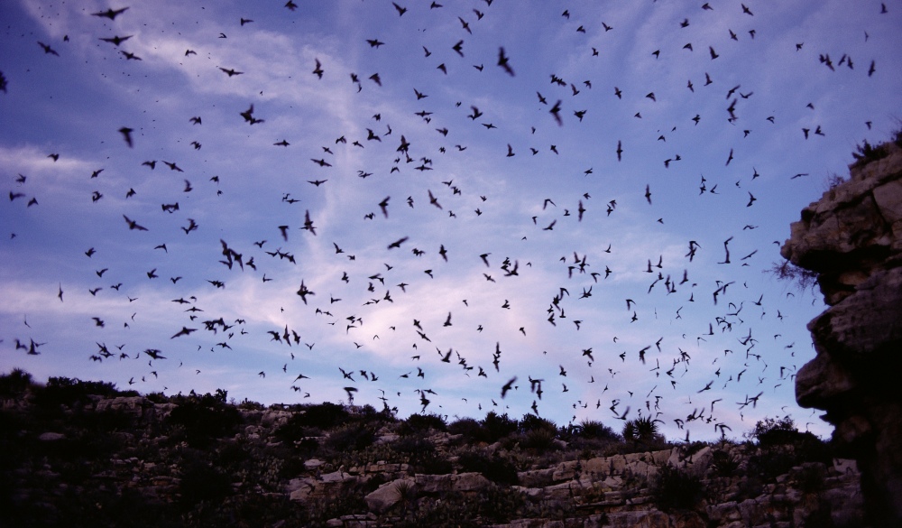 Mexican Free-Tailed Bats