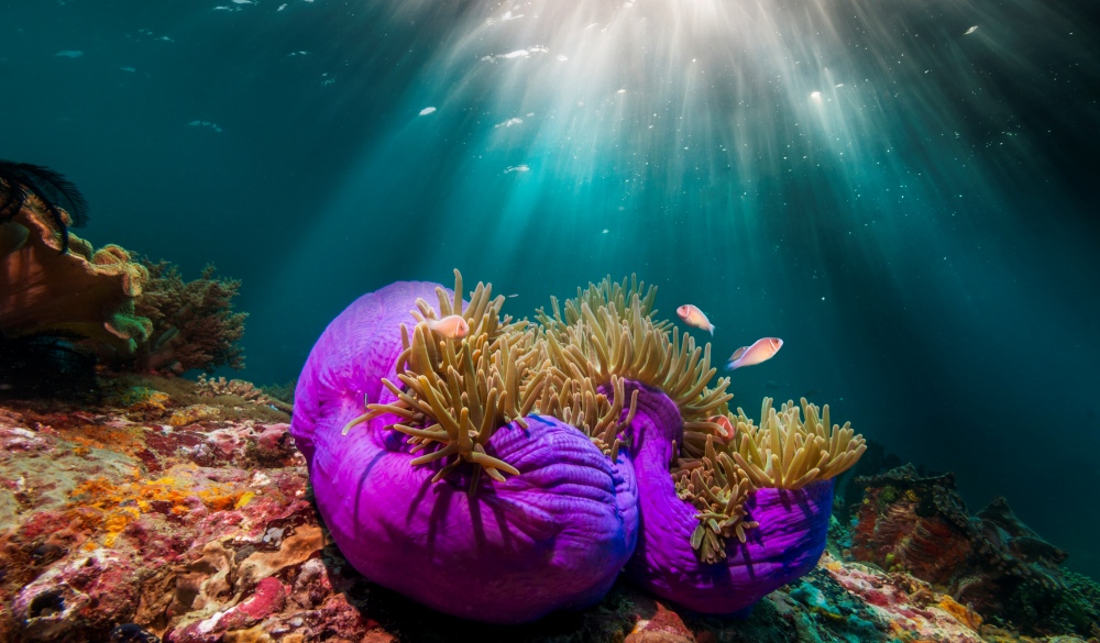 Coral reef scenery with shafts of sunshine through the surfac, endangered travel destination