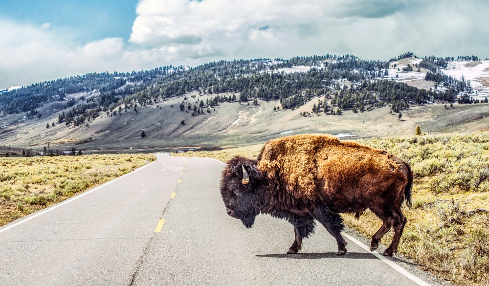 Bison crossing,