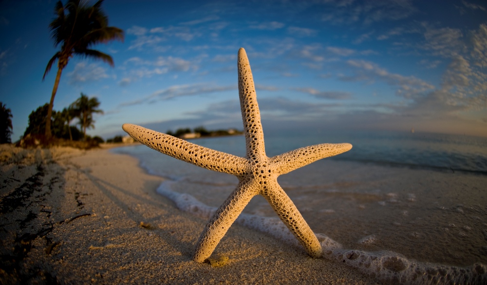 Starfish in the Surf