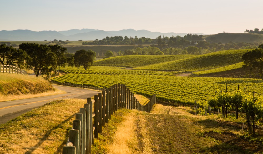 Road Next To Lush California Viineyard, Santa Ynez, CA