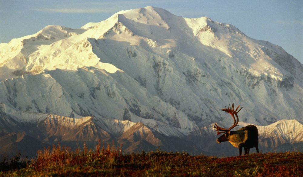 Denali National Park, caribou in front of Mt.McKinley, best of Alaska