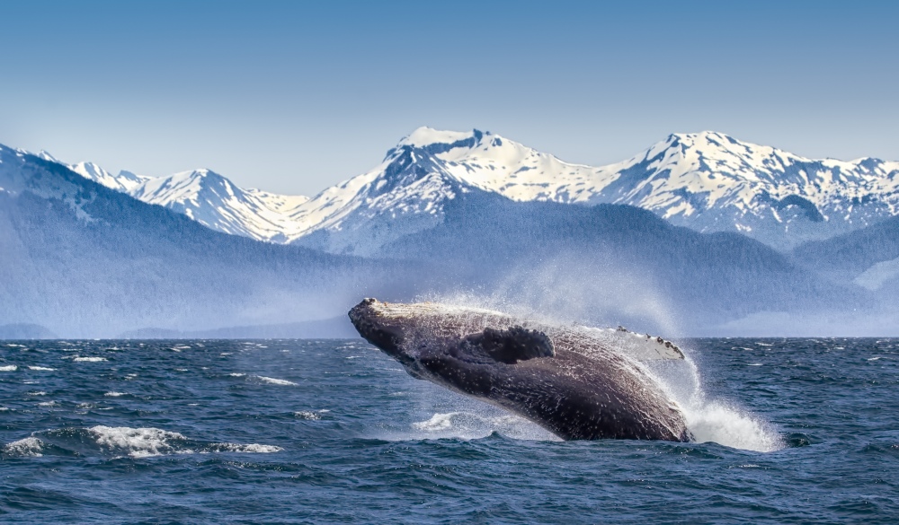 Breaching humpback whale, best of alaska