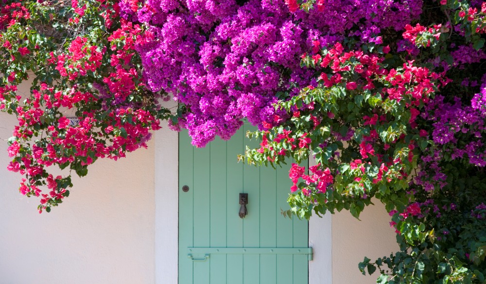 Door shaded by bougainvillea, Porquerolles, France