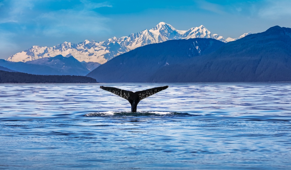 Whale Swimming In Sea, best of Alaska