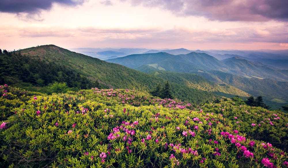 Rhododendrons Bloom on Roan Mountain