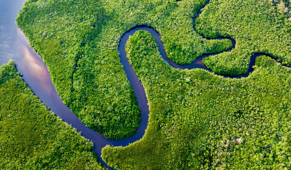 Daintree River Bends