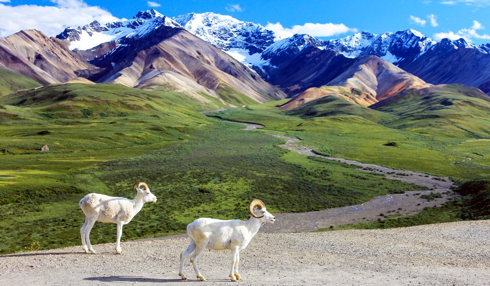 Dall Sheep at the Polychrome Overlook