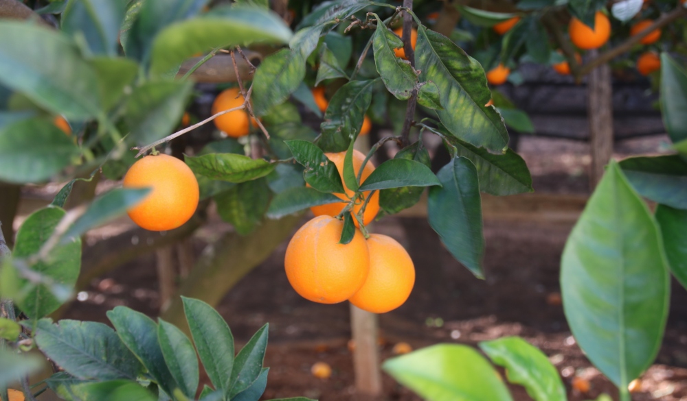 Orange Fruit Growing On Tree
