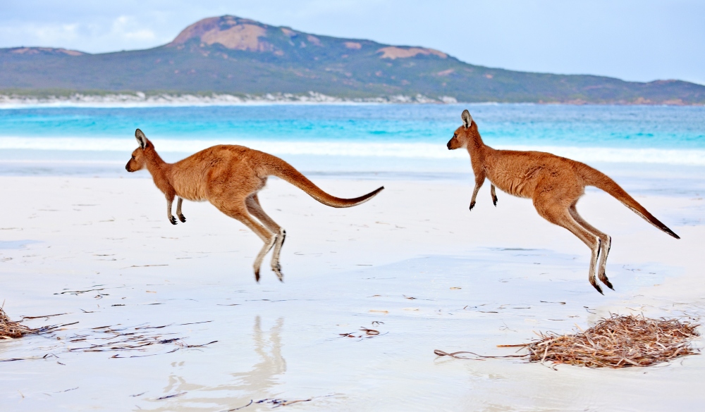 Red Kangaroos on Lucky Bay