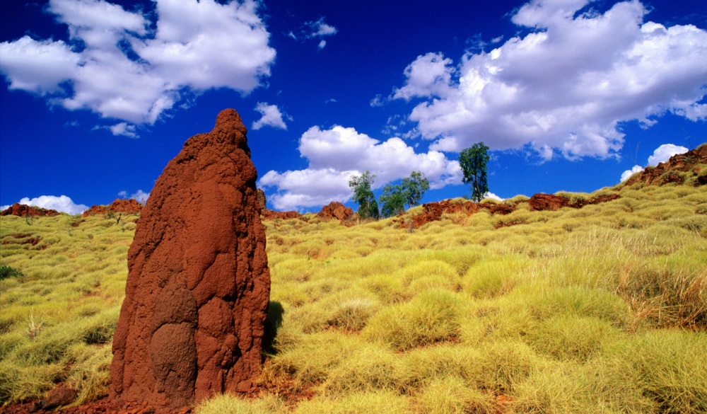 Termite mounds in outback