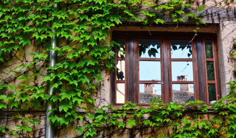 Chimney reflected on window of house wall covered by climbing ivy, France