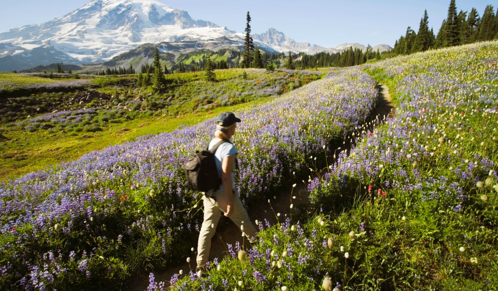 Flowers are arctic lupine 