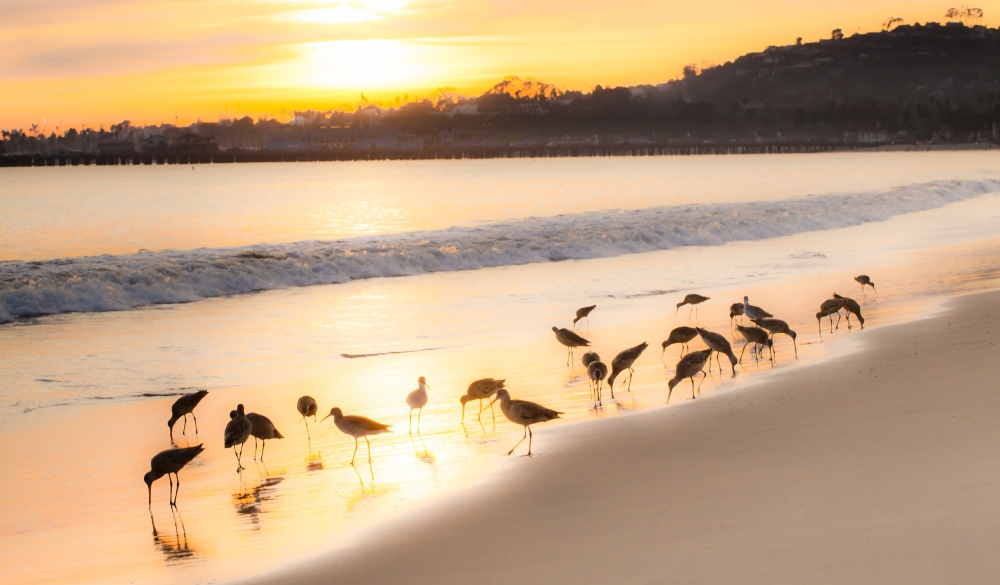 Seabirds on East Beach in Santa Barbara,