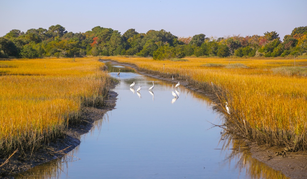 Wildlife at Kiawah Island