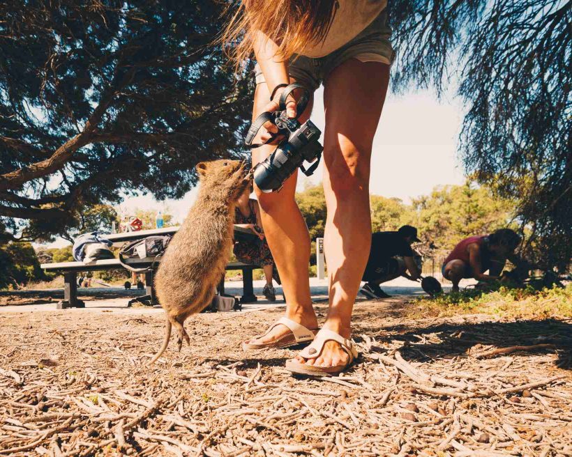 Backpackers playing with Quokkas