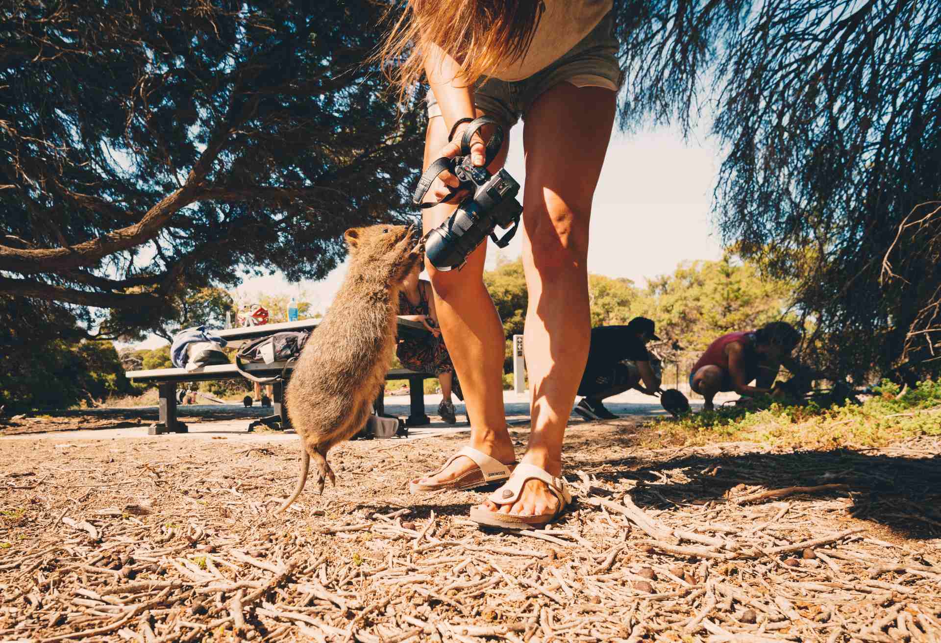 Backpackers playing with Quokkas