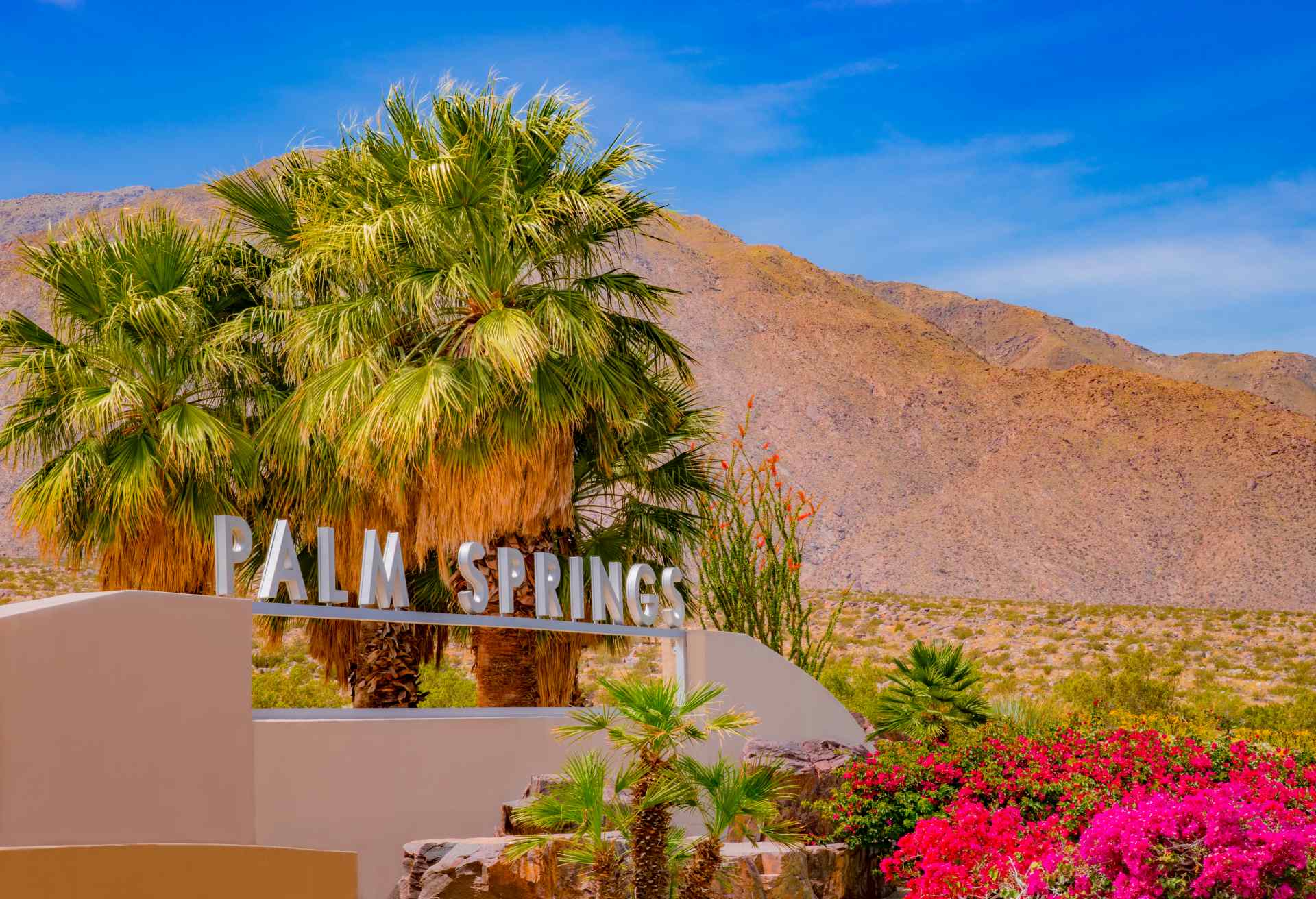 Bougainvilleas and palm trees at entrance sign in Palm Springs, California (P)