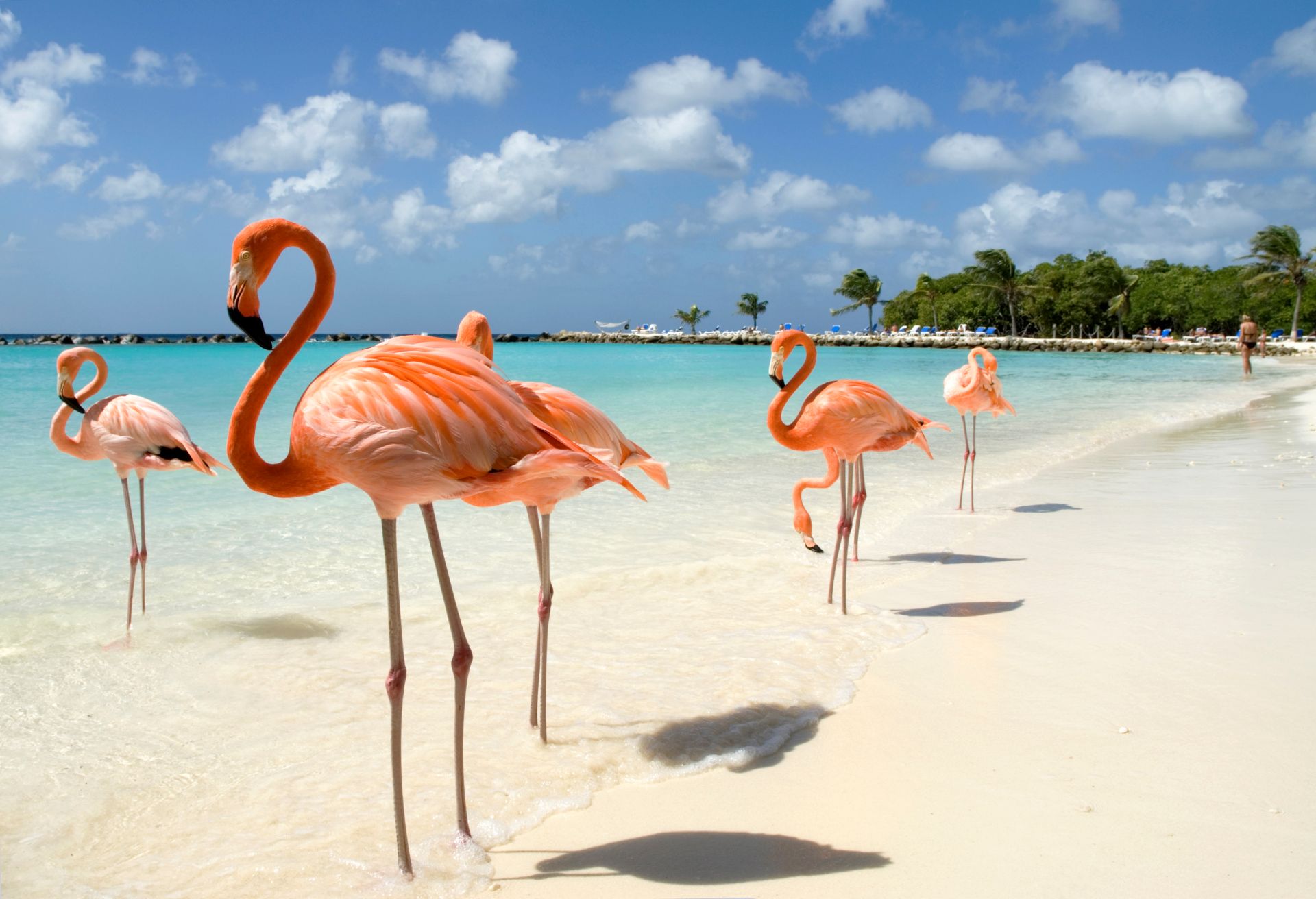 Flamingos on the Beach