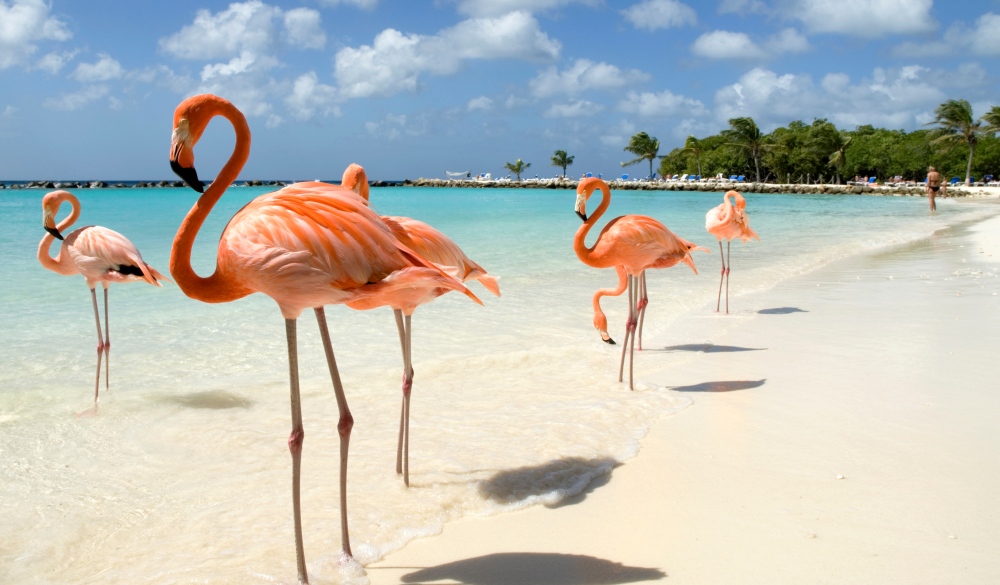 Flamingos on the Beach