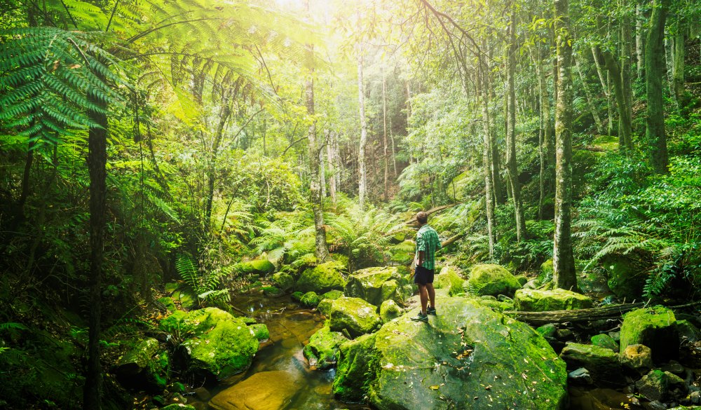 Australia, Katoomba, man hiking in a forest