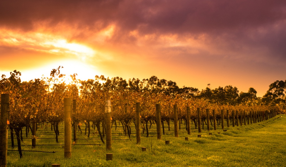 Sunrise over Vines, best place to visit in western australia