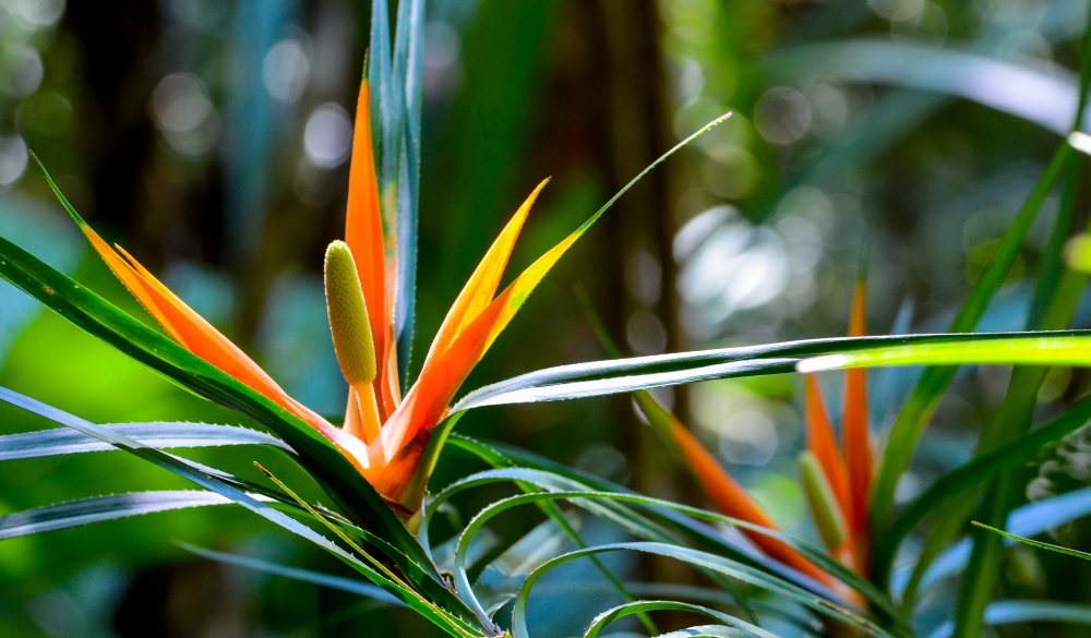 Spiny Flower