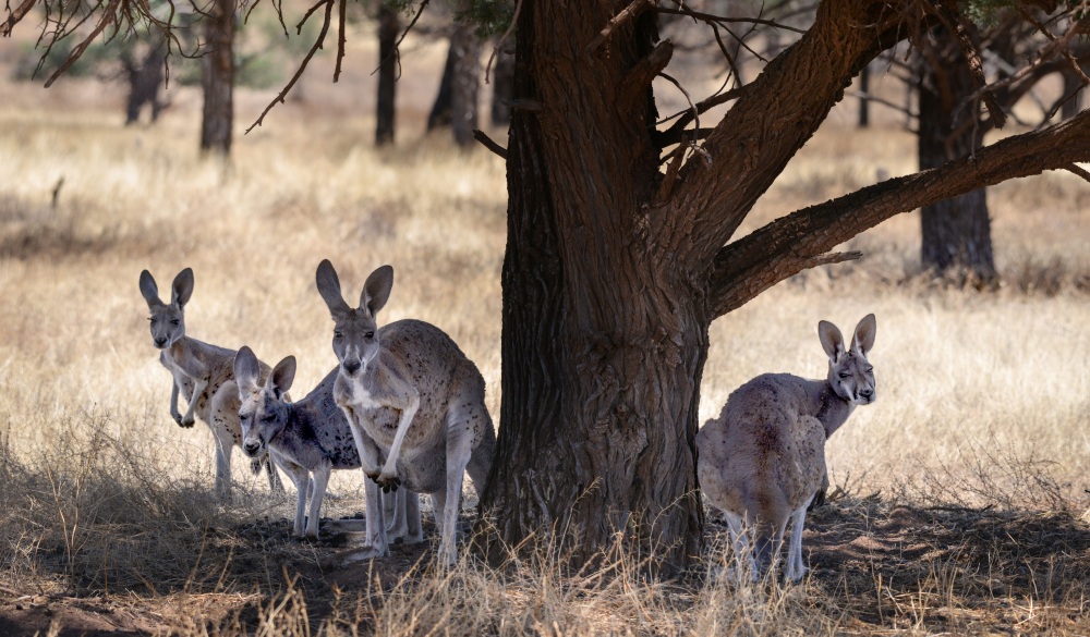 Kangaroos sheltering in shade under a tree