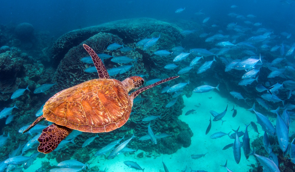 Turtle cut out, places to visit in western australia