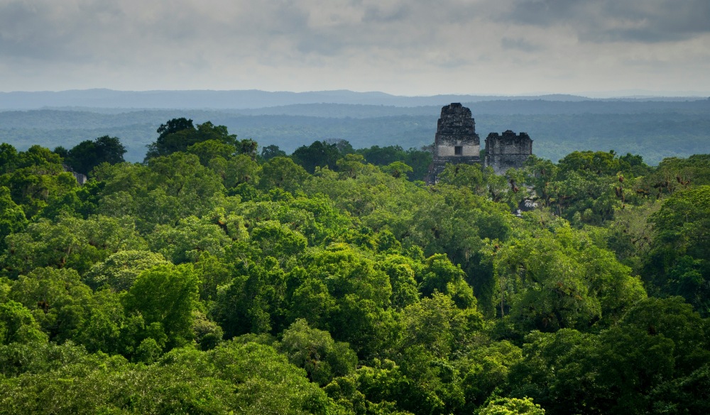 Tikal Amidst Trees At Forest Against Sky