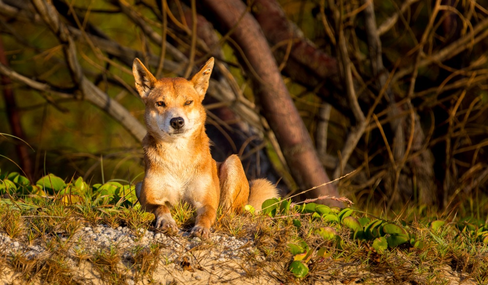 Dingo at Fraser Island