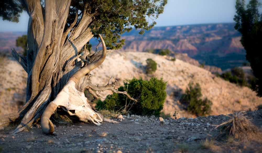 Texas longhorn skull, Palo Duro