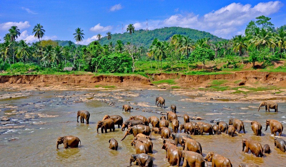 Bathing baby elephants in Pinnawala